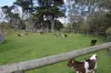 65 Armstrongs Road, Kongwak, Vic 3951-Image
