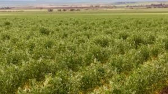 Ray White Rural - South Australia - Real Estate Agency