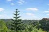 2/21 Elsie Street, Banora Point, NSW 2486-Image