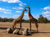 Lot 17 17 Bellman Circuit, Dubbo, NSW 2830-Image