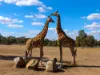 Lot 9 14 Bellman Circuit, Dubbo, NSW 2830-Image
