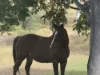 2, 101 Morgan Street / Kabra Road, Kabra, Qld 4702-Image