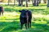 2123 Kiewa Valley Highway, Kergunyah, Vic 3691-Image