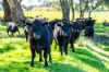 2123 Kiewa Valley Highway, Kergunyah, Vic 3691-Image