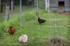 345 Payne Road, Jindong, WA 6280-Image