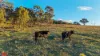 392 Mutton Falls Road, Tarana, NSW 2787-Image