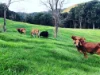 582 Upper Burringbar Road, Upper Burringbar, NSW 2483-Image