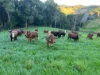 582 Upper Burringbar Road, Upper Burringbar, NSW 2483-Image