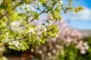 61 Forest Lane, Markwood, Vic 3678-Image