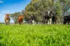 61 Forest Lane, Markwood, Vic 3678-Image