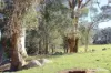 96 Suttons Road, Scotsdale, WA 6333-Image