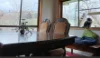 Address available on request, Tumbarumba, NSW 2653-Image