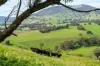 Sandy Creek Road, Sandy Creek, Vic 3695-Image