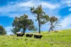 Sandy Creek Road, Sandy Creek, Vic 3695-Image