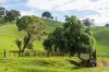 Sandy Creek Road, Sandy Creek, Vic 3695-Image