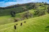 Sandy Creek Road, Sandy Creek, Vic 3695-Image