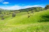 Sandy Creek Road, Sandy Creek, Vic 3695-Image