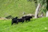 Sandy Creek Road, Sandy Creek, Vic 3695-Image
