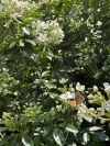 60a Daintree Close, South Bowenfels, NSW 2790-Image
