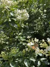 60a Daintree Close, South Bowenfels NSW 2790-Image