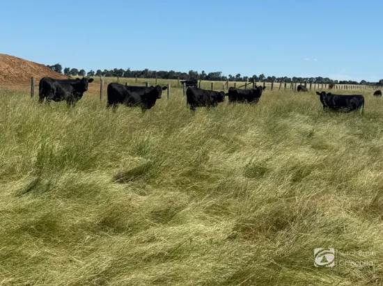 A Genuine Large-Scale Grazing Asset in a Tightly Held Region