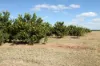 0 Selma Road & Pilot Farm Road, Emerald, Qld 4720-Image