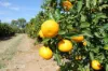 0 Selma Road & Pilot Farm Road, Emerald, Qld 4720-Image
