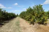 0 Selma Road & Pilot Farm Road, Emerald, Qld 4720-Image