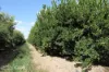 0 Selma Road & Pilot Farm Road, Emerald, Qld 4720-Image