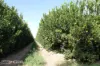 0 Selma Road & Pilot Farm Road, Emerald, Qld 4720-Image