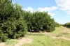 0 Selma Road & Pilot Farm Road, Emerald, Qld 4720-Image