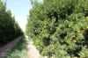 0 Selma Road & Pilot Farm Road, Emerald, Qld 4720-Image