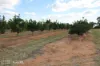 0 Selma Road & Pilot Farm Road, Emerald, Qld 4720-Image