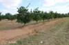 0 Selma Road & Pilot Farm Road, Emerald, Qld 4720-Image