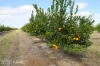 0 Selma Road & Pilot Farm Road, Emerald, Qld 4720-Image