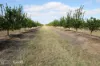 0 Selma Road & Pilot Farm Road, Emerald, Qld 4720-Image