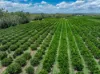 100 Sandersons Lane, Mundubbera QLD 4626-Image