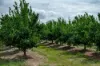 100 Sandersons Lane, Mundubbera QLD 4626-Image