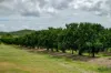 100 Sandersons Lane, Mundubbera QLD 4626-Image