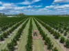 100 Sandersons Lane, Mundubbera QLD 4626-Image