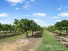 111 Mcleod Road, Mutchilba, Qld 4872-Image