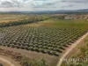 111 Mcleod Road, Mutchilba, Qld 4872-Image