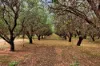124 Tulloch Road, Red Cliffs VIC 3496-Image