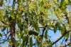 1255 Bulmers Road, Hogarth Range NSW 2469-Image