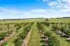 1255 Bulmers Road, Hogarth Range NSW 2469-Image