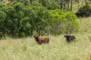 1255 Bulmers Road, Hogarth Range NSW 2469-Image