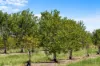 1255 Bulmers Road, Hogarth Range NSW 2469-Image