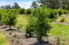 1255 Bulmers Road, Hogarth Range NSW 2469-Image