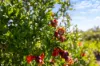 1255 Bulmers Road, Hogarth Range NSW 2469-Image