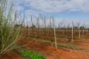 13 Namoi Street, Renmark North, SA 5341-Image